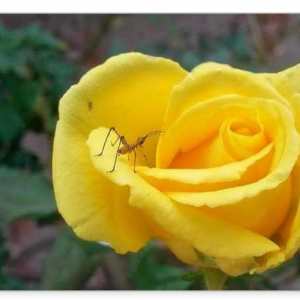 A Yellow Rose