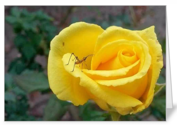 A Yellow Rose